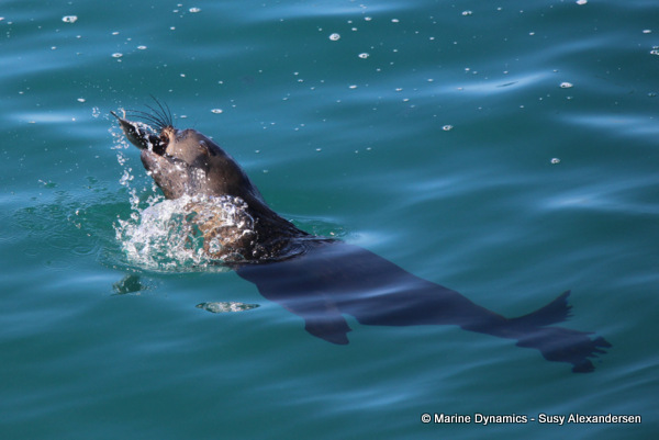 cape fur seal