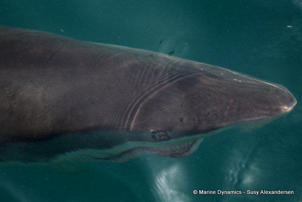 Bronze whaler shark