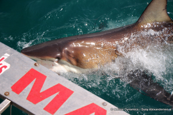 Bronze whaler shark