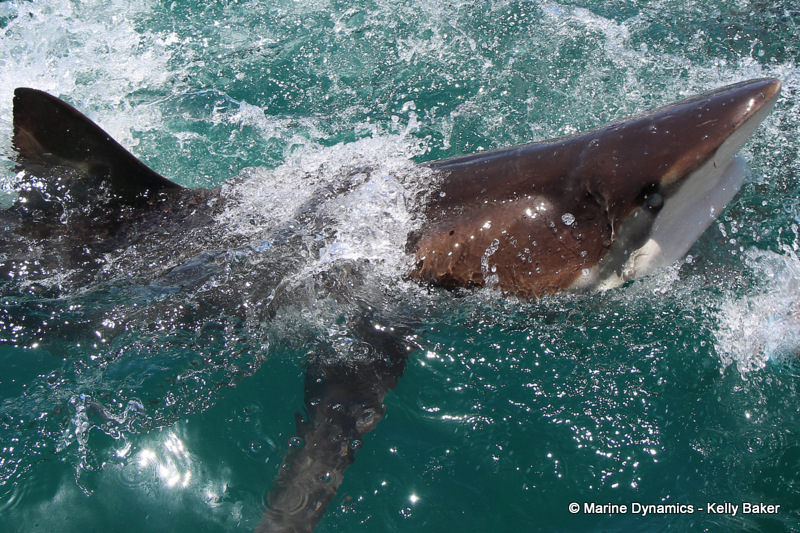 bronze whaler shark, South Africa
