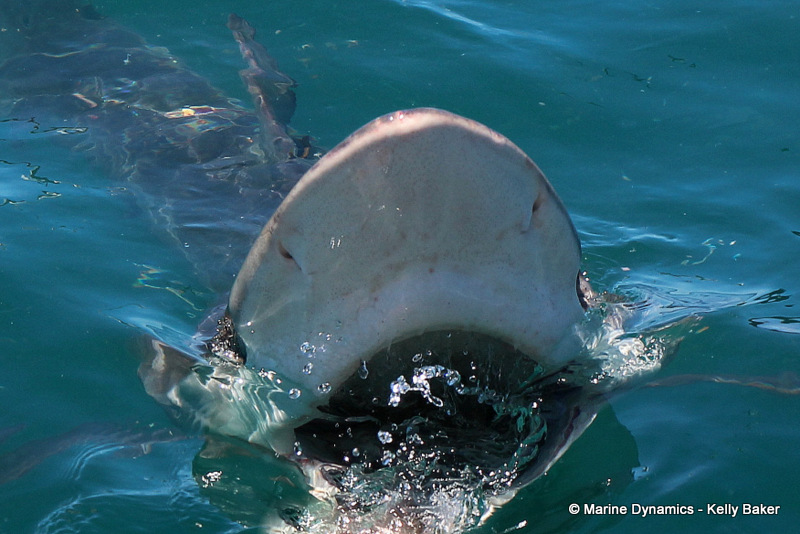 bronze whaler shark, South Africa