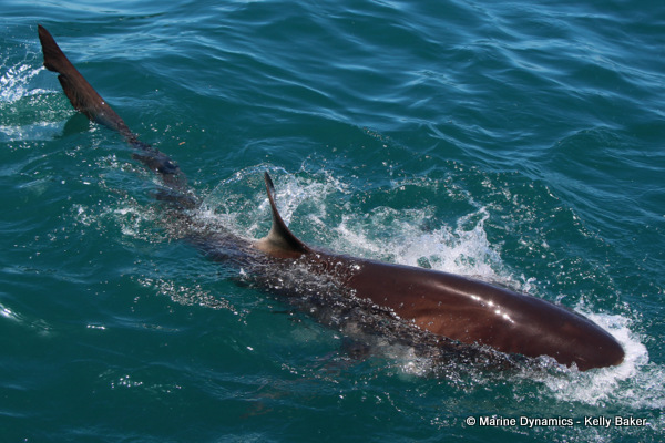 bronze whaler shark, South Africa