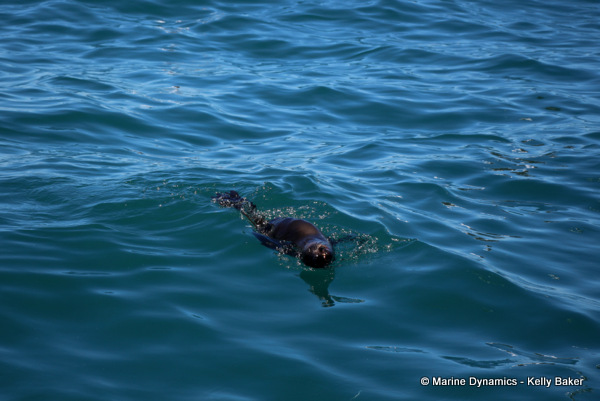 Cape fur seal, South Africa