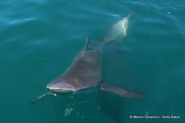 bronze whaler shark, South Africa