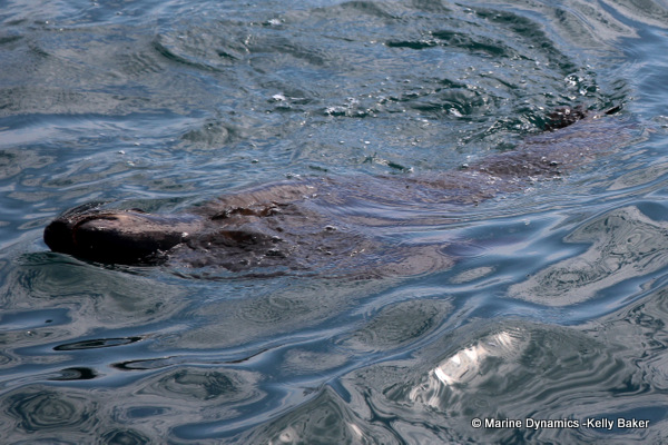 Bronze Whaler shark, South Africa