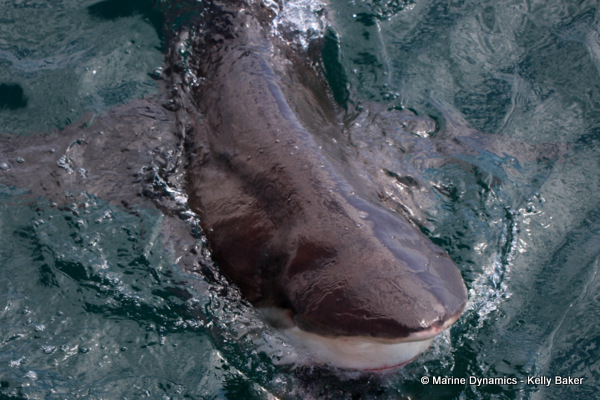 Bronze Whaler shark, South Africa