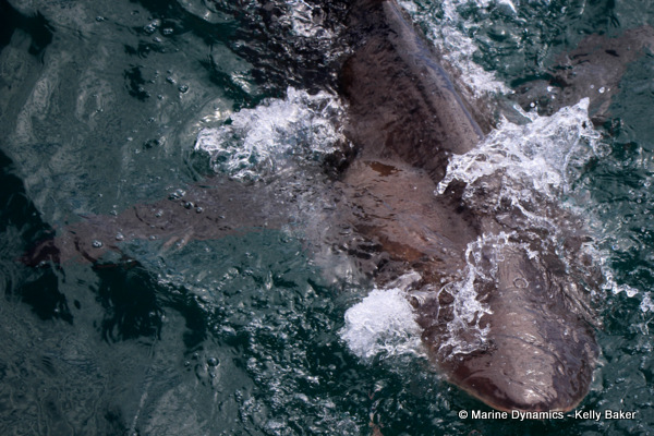 Bronze Whaler shark, South Africa