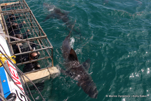 Shark Cage Diving, South Africa