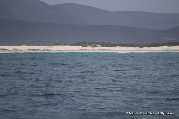 Storm petrels, South Africa