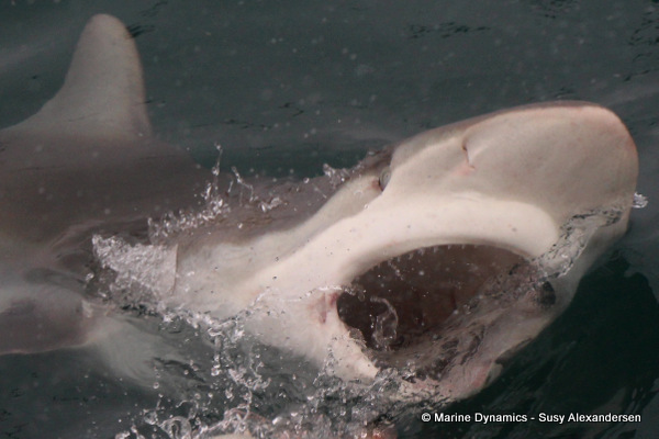 Bronze whaler shark, South Africa