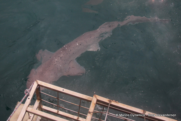 Broadnose sevengill shark, South Africa