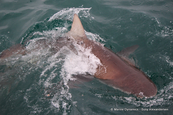 Bronze whaler shark, South Africa