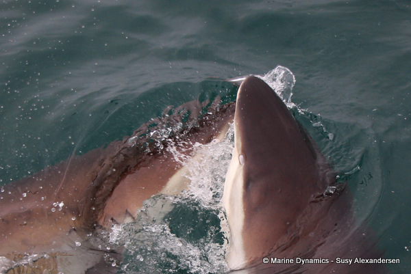 Bronze whaler shark, South Africa