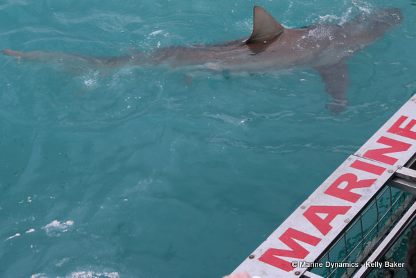 Bronze Whaler shark, South Africa