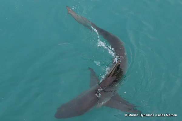 Bronze Whaler shark, South Africa