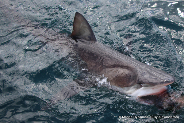Bronze whaler shark