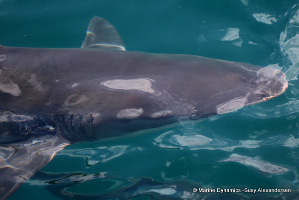 Bronze whaler shark