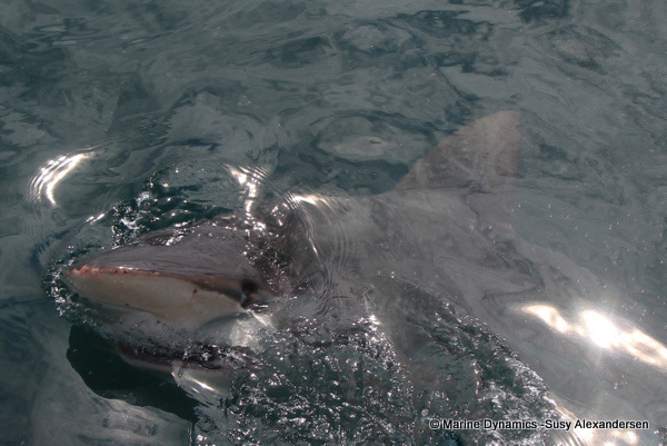 Bronze whaler shark