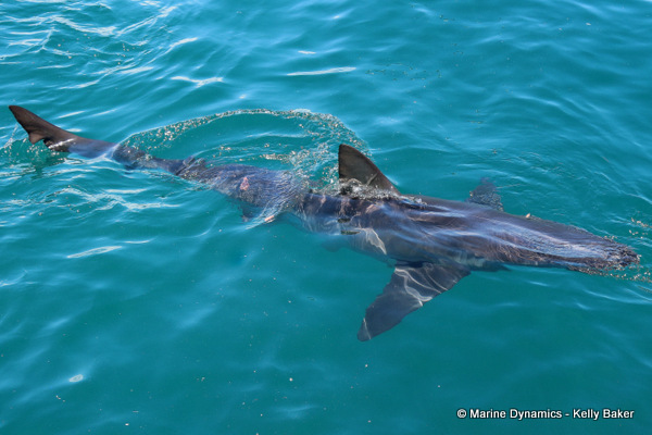Bronze whaler shark, South Africa