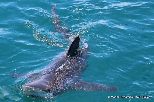 Bronze whaler shark, South Africa