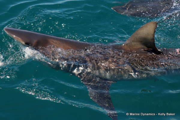 Bronze whaler shark, South Africa