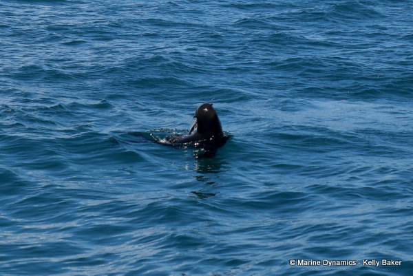 Cape fur seal, South Africa