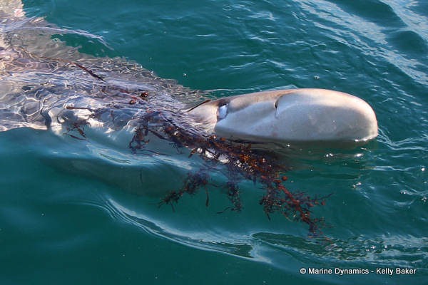 Bronze whaler shark, South Africa
