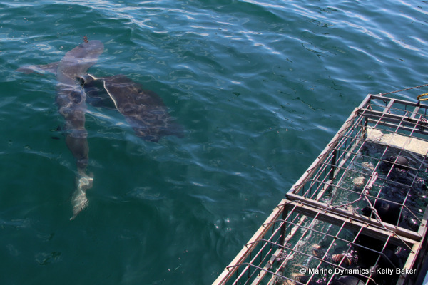 Bronze whaler shark and stingray, South Africa