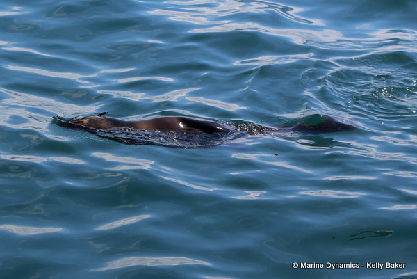 Cape fur seal, South Africa