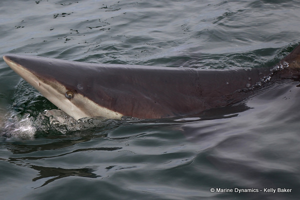 Bronze whaler shark, South Africa