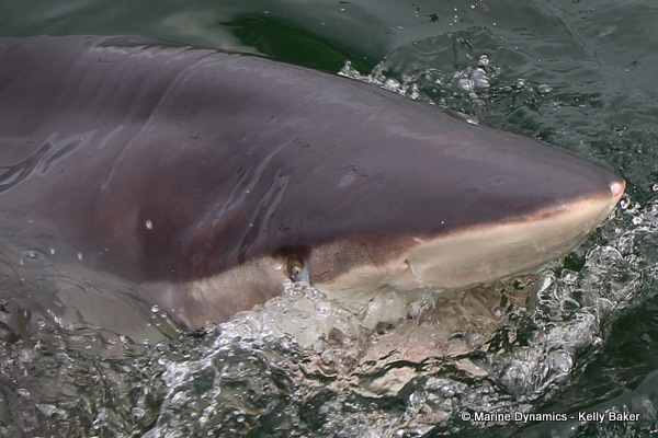 Bronze whaler shark, South Africa