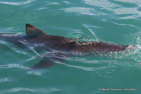 bronze whaler shark, South Africa