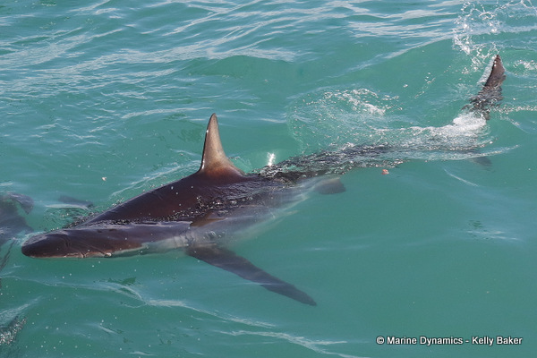 bronze whaler shark, South Africa