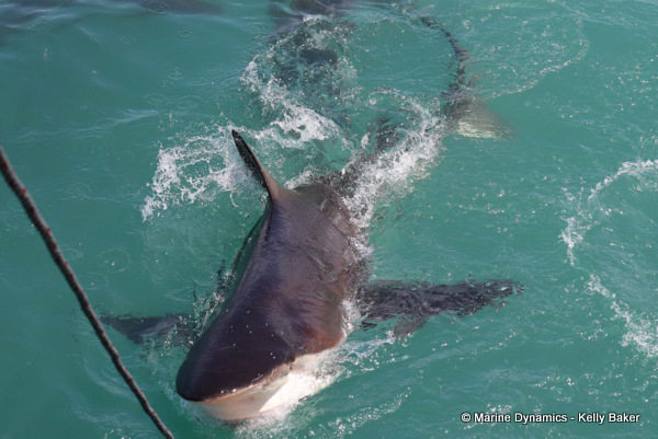 bronze whaler shark, South Africa