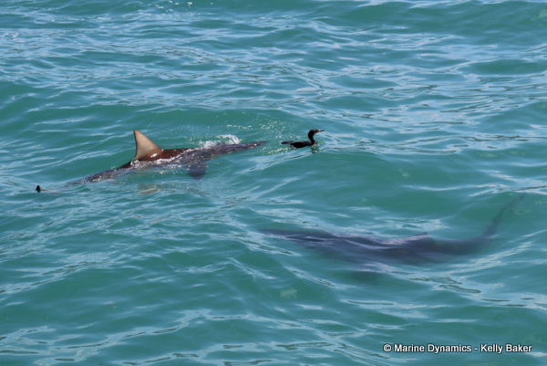 bronze whaler shark, South Africa