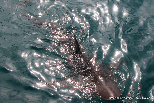 Bronze whaler shark, South Africa
