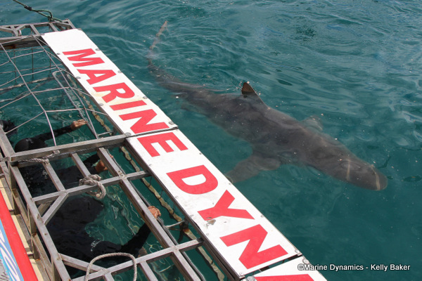Bronze whaler shark, South Africa