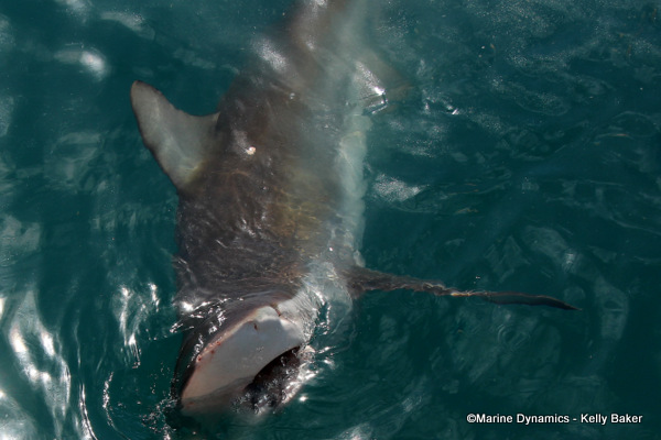 Bronze whaler shark, South Africa