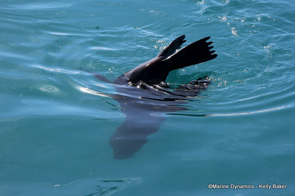 Cape fur seal, South Africa