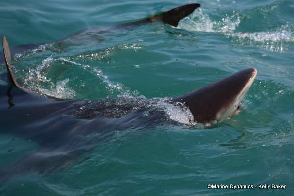 Bronze whaler shark, South Africa