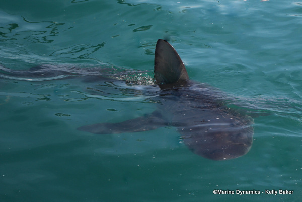 Bronze whaler shark, South Africa