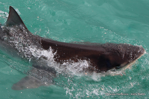 Bronze Whaler shark, South Africa