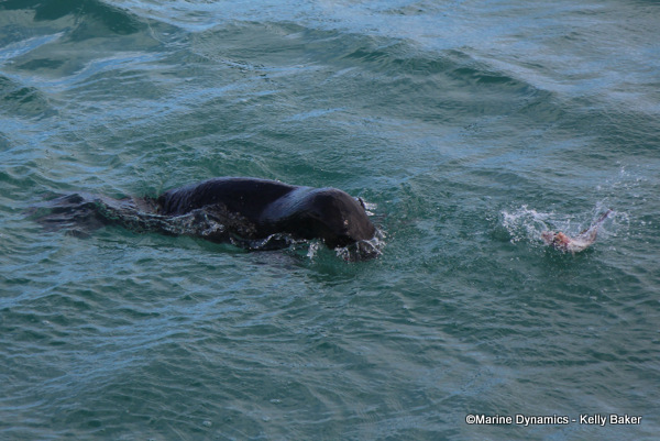 Cape fur seal, South Africa