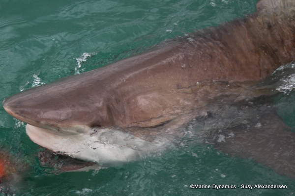 Bronze whaler shark, South Africa