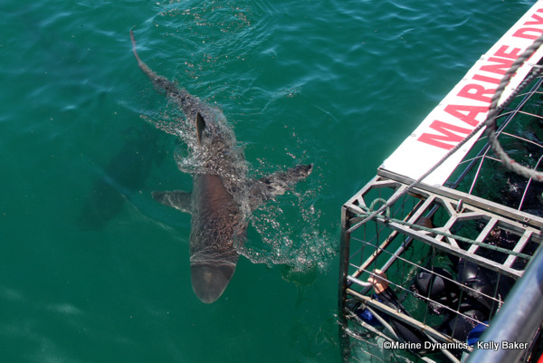 Bronze whaler shark, South Africa