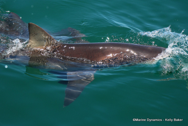 Bronze whaler shark, South Africa
