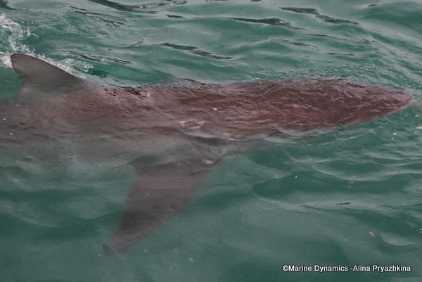 Bronze whaler shark, South Africa