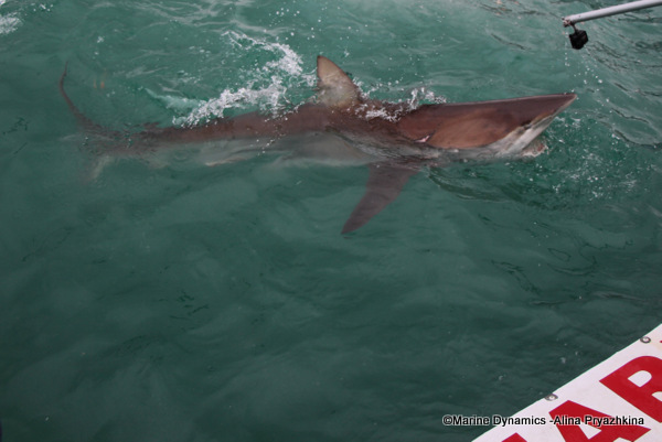 Bronze whaler shark, South Africa