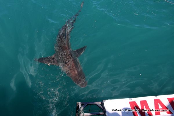 Bronze whaler shark, South Africa
