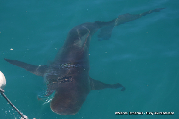 Bronze whaler shark, South Africa